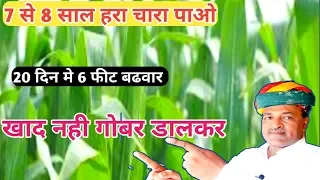 हरा चारा कैसे उगाऐं|Green Fodder Farming in India