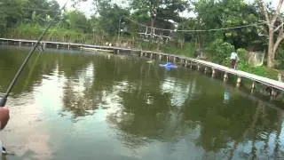 Giant Mekong Catfish Fishing Thailand By BKKGUY