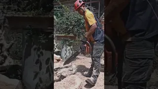 Husqvarna 395XP by Indonesian Arborist