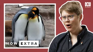 Five Amazing Animals That Are Relationship Goals | How Extra: Love Edition | ABC Science