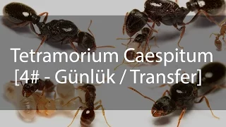 Tetramorium Caespitum Journal / Günlük - 4