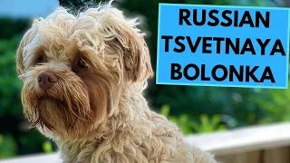 Russian Tsvetnaya Bolonka - TOP 10 Interesting Facts