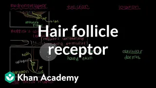 Ruffini's Ending and Hair Follicle Receptor | NCLEX-RN | Khan Academy