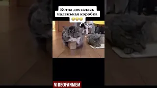 Коту досталась маленькая коробка! Повезло-повезло! #shorts #интересное #приколы #смех Подпишись!