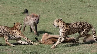 Гиена напала на трёх гепардов. Дикий мир животных.