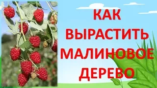 Как вырастить малиновое дерево. Как увеличить урожай малины. Летняя обрезка малины.