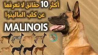 أكثر 10 حقائق لا تعرفها عن كلب المالينوا | Malinois dog