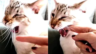 Interrupting my cat when he yawns! | Funny cat yawning finger - Best cat yawn joke!