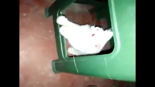 Cat playing under the stool with sis