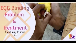 Egg binding Problem & Treatment | Right way to pull out egg | Birds Galaxy