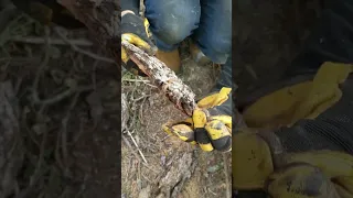 В Техасе много скорпионов