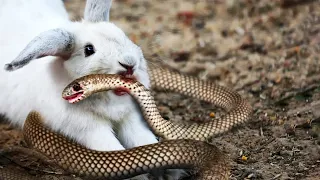 This Snake Messed With The Wrong Rabbit