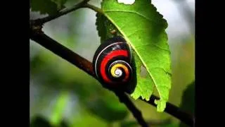 POLYMITA:  World's Most Beautiful Land Snail (Baracoa, Cuba)