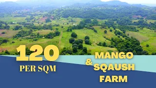 (Vlog#40) 2.2 Hectares Mango Farm @Cuyapo, Nueva Ecija With Aerial View