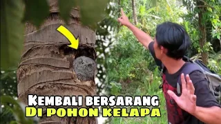 SARANG BURUNG HANTU CELEPUK ADA ANAKNYA LUCU BGTTTT