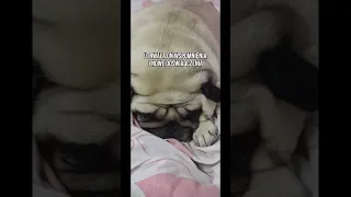 Dlaczego pies to robi podczas snu?