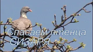 Спасаем птенца голубя сизаря, упавшего в вентиляционный канал жилого дома. Кормление птенца зондом