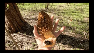 GIANT Morels Filling a 5 Gallon Bucket (+Tips and Tricks)