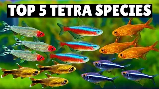 Top 5 Tetras Species!