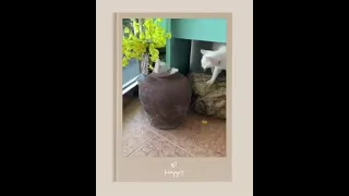 funniest cats 😹fullHD   قطط مضحكة هه  4