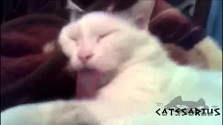 56 Cat pulling the tongue   Кота тянут за язык