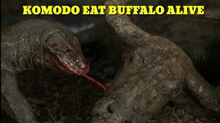 The Real Way Komodo Dragon Kill And Eat Alive The Buffalo.
