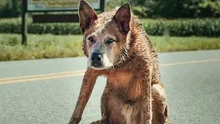 PET SEMATARY: BLOODLINES Trailer (2023) Horror