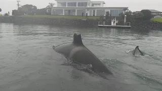Orca hunting stingray at Marsden Cove Marina, New Zealand
