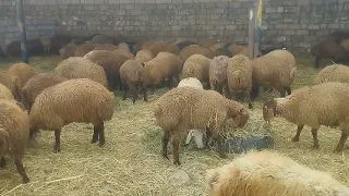 Qurbanlıq quzular Əlaqə 0776041819