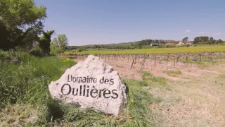 Domaine des Oullières   Ébourgeonnage de la vigne