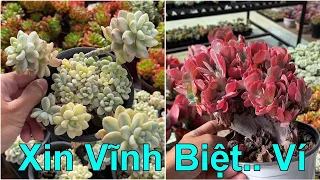 Lô sen xịn nhất từ trước tới giờ | succulent Gia Nghia