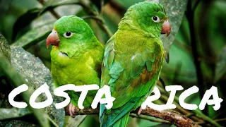 Costa Rica - PURA VIDA 2020 (4k UHD)