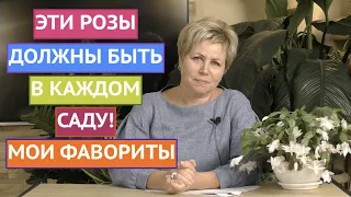 ВОТ ЭТО РОЗЫ! О НИХ МЕЧТАЕТ КАЖДЫЙ САДОВОД!