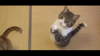 TRY NOT TO LAUGH OR GRIN ULTIMATE  Funny Cat Fails Compilation 2016