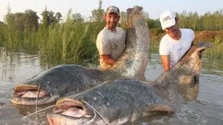 Catfish in Spinning Monster Record over 250 pounds by Yuri Grisendi