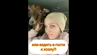 Охота у козы! Нужен ли свой козел?! Как Понять что коза в охоте, если своего козла нет, козёл нужен!