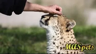 How to Get a Pet Cheetah (Realistically)