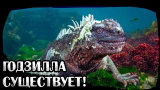 РЕПТИЛИЯ ПОХОЖАЯ НА ГОДЗИЛЛУ. МОРСКАЯ ИГУАНА С ГАЛАПАГОССКИХ ОСТРОВОВ