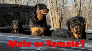 Male or Female Rottweiler? Which Is Best For You?