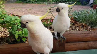 Hilarious Cockatoos Crash My Garden Party: Watch Them Wait (Not So) Patiently for Snacks