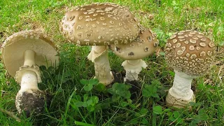 🍄 Пантерный Мухомор (ем пять шляпок и ночую в лесу)