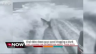 FWC investigating after social media video of shark being dragged