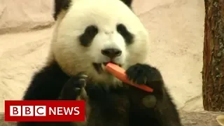 China takes 'panda diplomacy' to Russia - BBC News