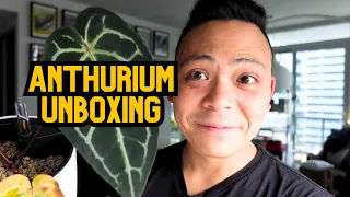 🌱 this anthurium is gorgeous 💚 houseplant unboxing & update | these babies 🥹 | NORTH SHORE TROPICALS