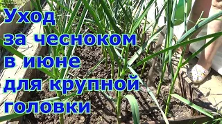 Чтобы головка чеснока была крупнее. Уход за чесноком: поливы, рыхление, удаление стрелок, подкормка