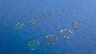 aerial view of the cages of an aquaculture in the mediterranean sea