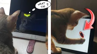 Cat Pranked By Fake Bugs on Screen