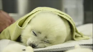 1 Hour and 35 Minutes Of Cute Babe Seals
