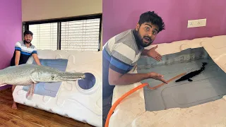 First Big Monster Fish Tank Ready 😱|| Alligator Gar Fish Tank