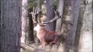 Jagen in der Hirschbrunft / Hunting during the red stag roar!